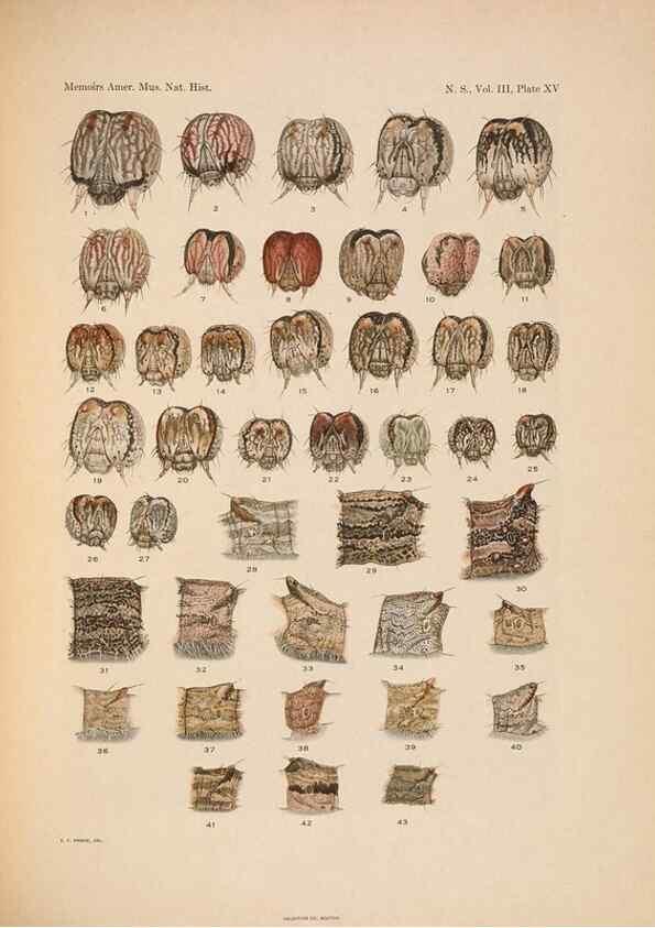 Reproducción/Reproduction 6979022215: Illustrations of the North American species of the genus Catocala,. [New York]1918.