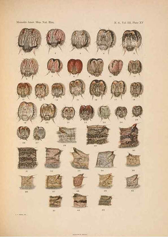 Reproducción/Reproduction 6979022215: Illustrations of the North American species of the genus Catocala,. [New York]1918.