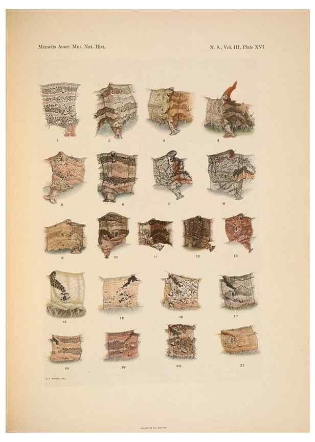 Reproducción/Reproduction 6979022485: Illustrations of the North American species of the genus Catocala,. [New York]1918.
