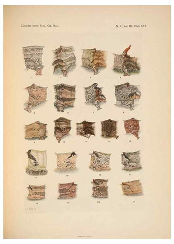 Reproducción/Reproduction 6979022485: Illustrations of the North American species of the genus Catocala,. [New York]1918.