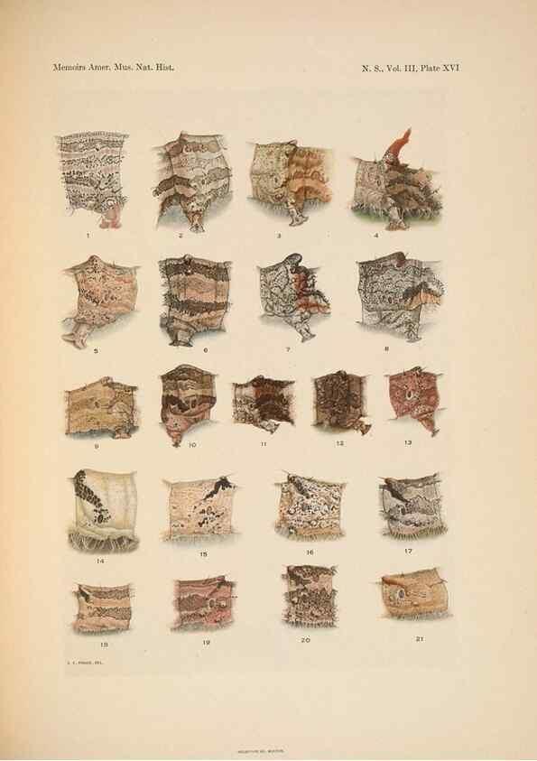 Reproducción/Reproduction 6979022485: Illustrations of the North American species of the genus Catocala,. [New York]1918.