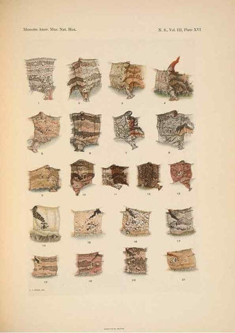 Reproducción/Reproduction 6979022485: Illustrations of the North American species of the genus Catocala,. [New York]1918.