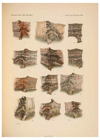 Reproducción/Reproduction 6832897096: Illustrations of the North American species of the genus Catocala,. [New York]1918.