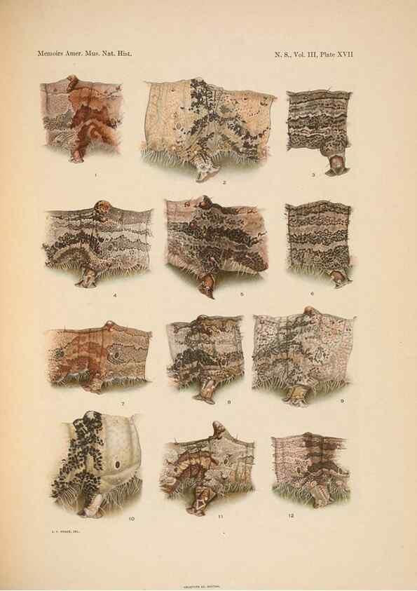 Reproducción/Reproduction 6832897096: Illustrations of the North American species of the genus Catocala,. [New York]1918.