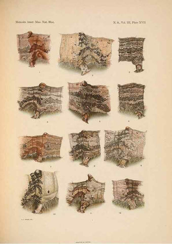 Reproducción/Reproduction 6832897096: Illustrations of the North American species of the genus Catocala,. [New York]1918.