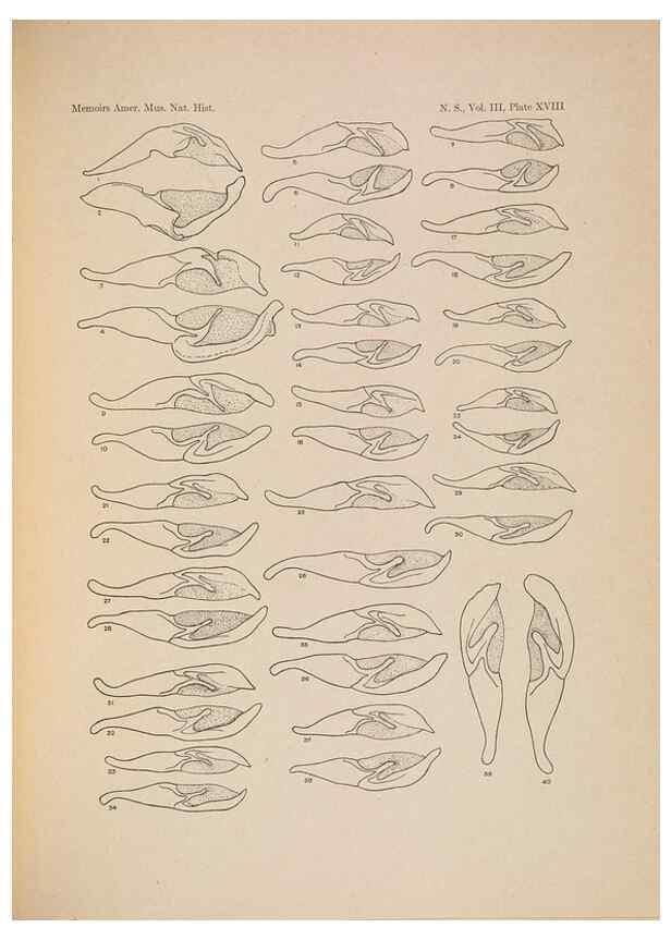 Reproducción/Reproduction 6832897404: Illustrations of the North American species of the genus Catocala,. [New York]1918.