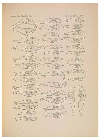 Reproducción/Reproduction 6832897404: Illustrations of the North American species of the genus Catocala,. [New York]1918.