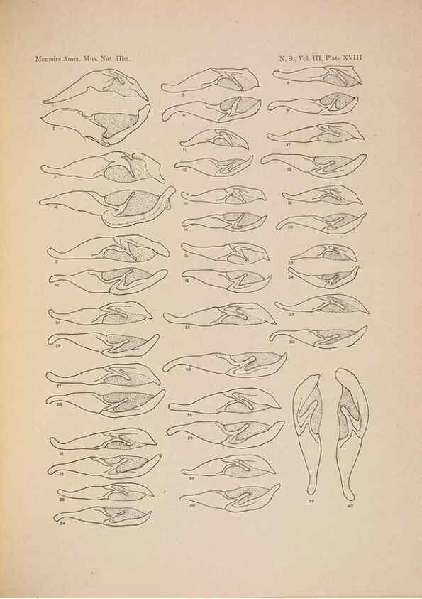 Reproducción/Reproduction 6832897404: Illustrations of the North American species of the genus Catocala,. [New York]1918.
