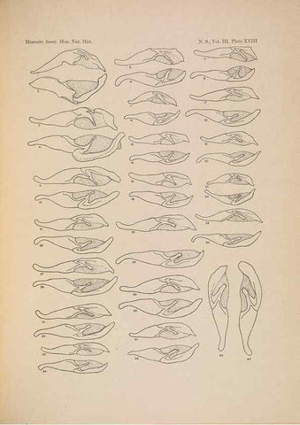 Reproducción/Reproduction 6832897404: Illustrations of the North American species of the genus Catocala,. [New York]1918.