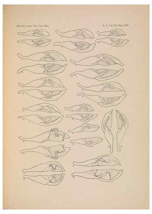 Reproducción/Reproduction 6979023261: Illustrations of the North American species of the genus Catocala,. [New York]1918.