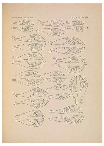 Reproducción/Reproduction 6979023261: Illustrations of the North American species of the genus Catocala,. [New York]1918.