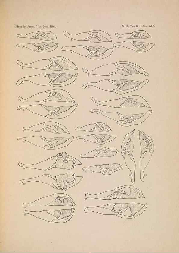 Reproducción/Reproduction 6979023261: Illustrations of the North American species of the genus Catocala,. [New York]1918.