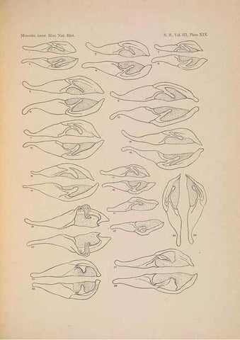 Reproducción/Reproduction 6979023261: Illustrations of the North American species of the genus Catocala,. [New York]1918.