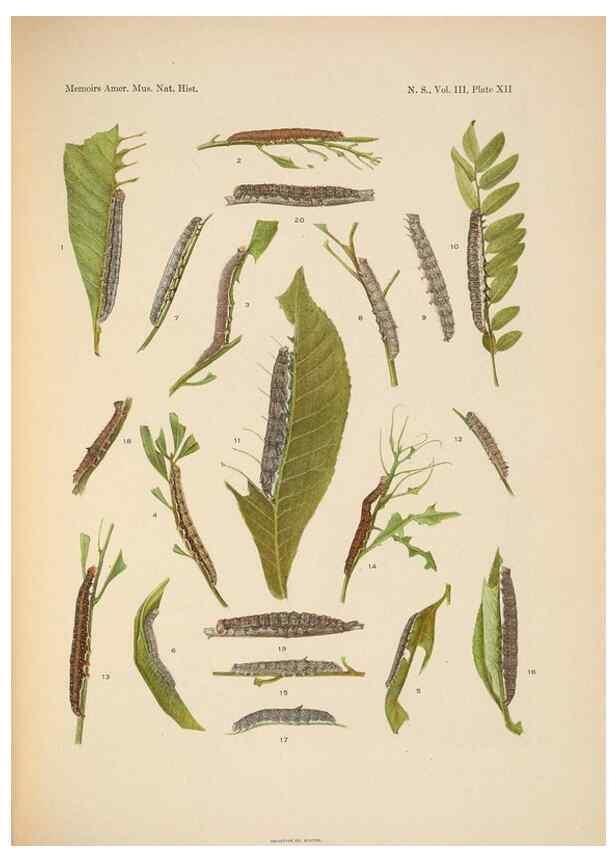 Reproducción/Reproduction 6979021281: Illustrations of the North American species of the genus Catocala,. [New York]1918.
