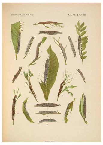 Reproducción/Reproduction 6979021281: Illustrations of the North American species of the genus Catocala,. [New York]1918.