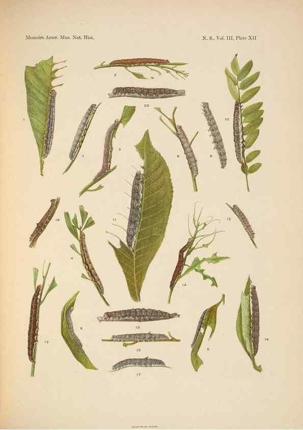 Reproducción/Reproduction 6979021281: Illustrations of the North American species of the genus Catocala,. [New York]1918.