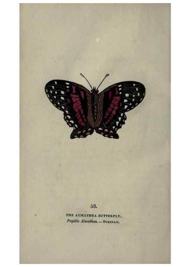 Reproducción/Reproduction 6800130780: The book of butterflies, sphinxes and moths;. London,Whittaker,1832-34.