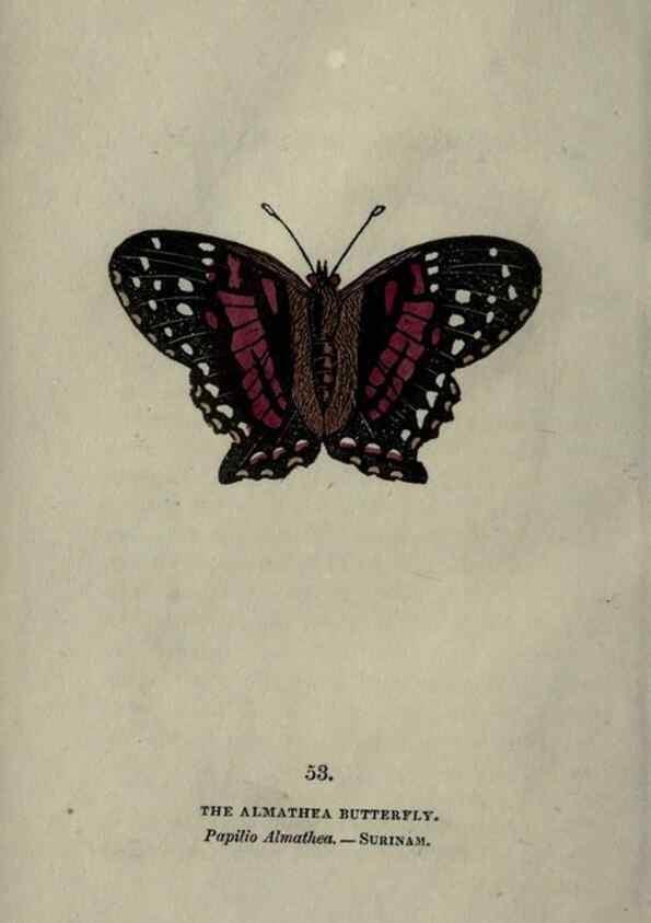Reproducción/Reproduction 6800130780: The book of butterflies, sphinxes and moths;. London,Whittaker,1832-34.