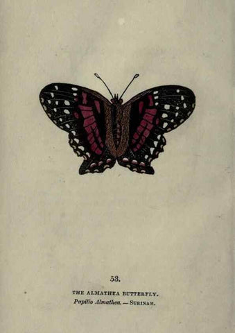 Reproducción/Reproduction 6800130780: The book of butterflies, sphinxes and moths;. London,Whittaker,1832-34.