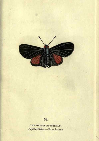 Reproducción/Reproduction 6800130444: The book of butterflies, sphinxes and moths;. London,Whittaker,1832-34.