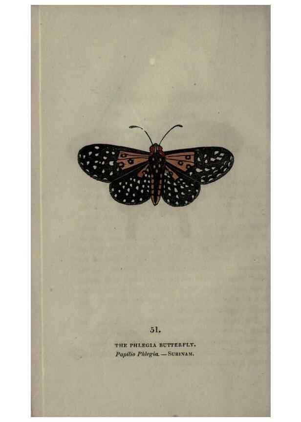 Reproducción/Reproduction 6946235735: The book of butterflies, sphinxes and moths;. London,Whittaker,1832-34.