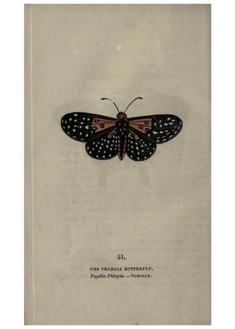Reproducción/Reproduction 6946235735: The book of butterflies, sphinxes and moths;. London,Whittaker,1832-34.