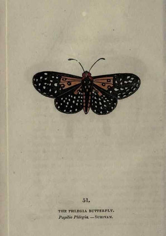 Reproducción/Reproduction 6946235735: The book of butterflies, sphinxes and moths;. London,Whittaker,1832-34.