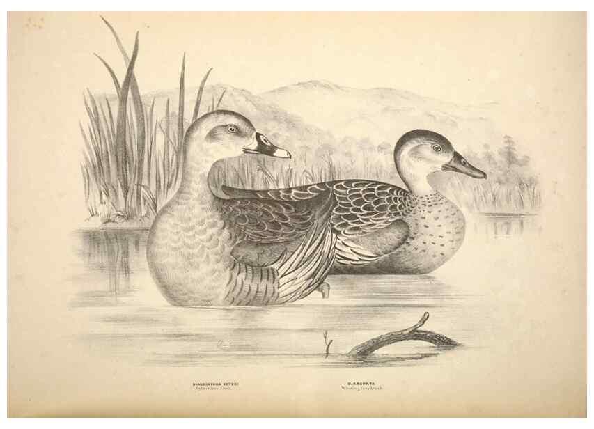Reproducción/Reproduction 6797559360: Companion to Gould's Handbook; or, Synopsis of the birds of Australia.. Brisbane,Thorne & Greenwell,1877.
