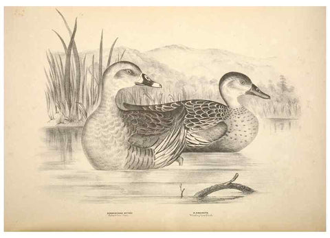 Reproducción/Reproduction 6797559360: Companion to Gould's Handbook; or, Synopsis of the birds of Australia.. Brisbane,Thorne & Greenwell,1877.