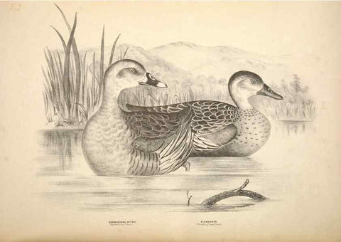 Reproducción/Reproduction 6797559360: Companion to Gould's Handbook; or, Synopsis of the birds of Australia.. Brisbane,Thorne & Greenwell,1877.