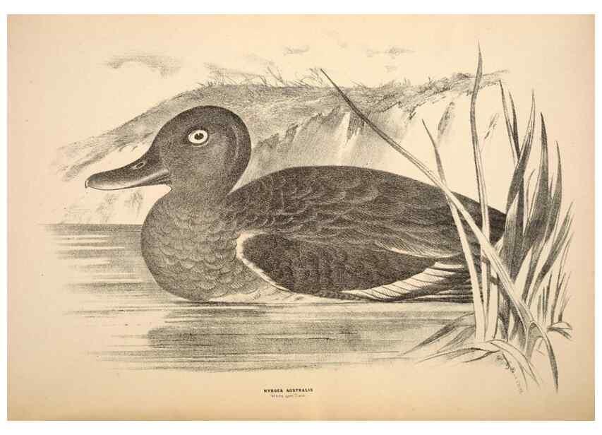 Reproducción/Reproduction 6943675921: Companion to Gould's Handbook; or, Synopsis of the birds of Australia.. Brisbane,Thorne & Greenwell,1877.