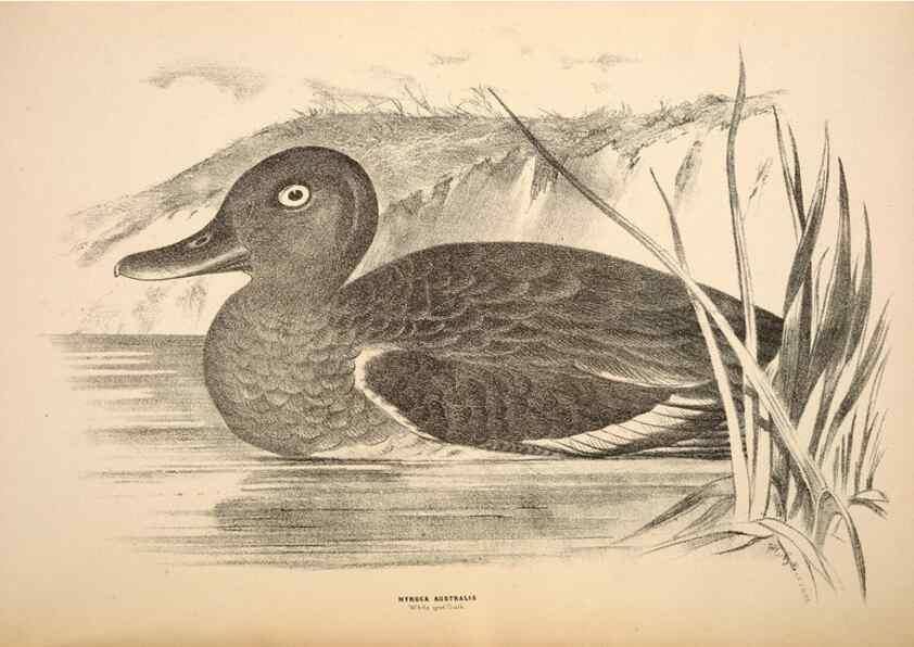 Reproducción/Reproduction 6943675921: Companion to Gould's Handbook; or, Synopsis of the birds of Australia.. Brisbane,Thorne & Greenwell,1877.