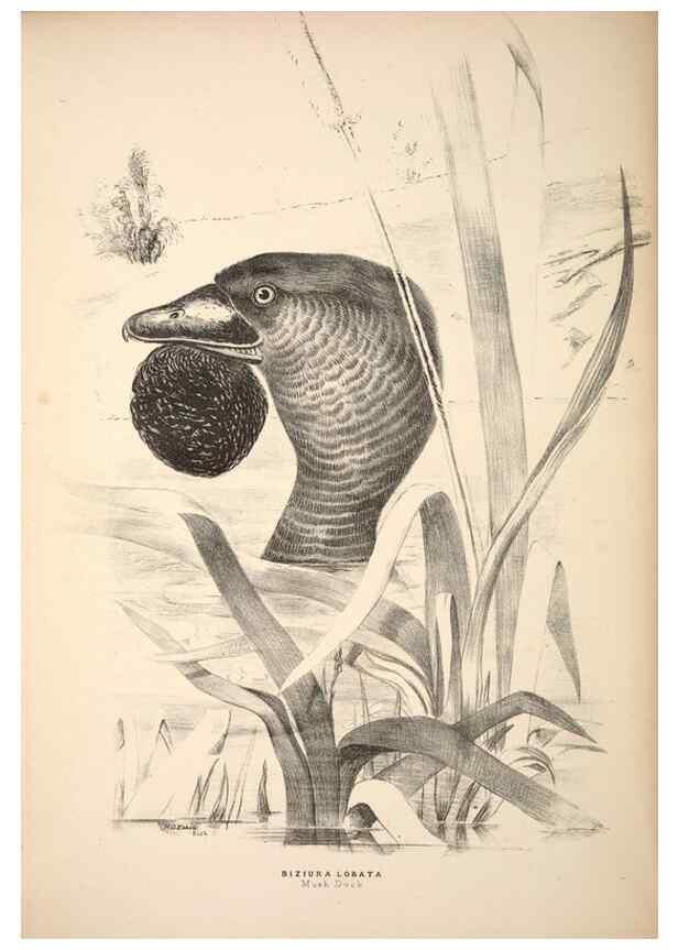 Reproducción/Reproduction 6797561546: Companion to Gould's Handbook; or, Synopsis of the birds of Australia.. Brisbane,Thorne & Greenwell,1877.