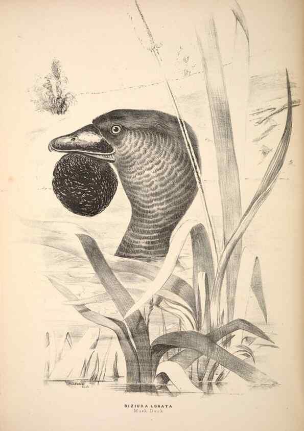 Reproducción/Reproduction 6797561546: Companion to Gould's Handbook; or, Synopsis of the birds of Australia.. Brisbane,Thorne & Greenwell,1877.