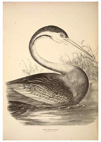 Reproducción/Reproduction 6943678047: Companion to Gould's Handbook; or, Synopsis of the birds of Australia.. Brisbane,Thorne & Greenwell,1877.