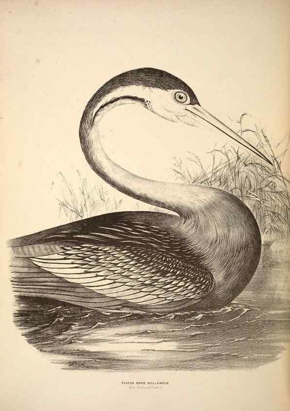 Reproducción/Reproduction 6943678047: Companion to Gould's Handbook; or, Synopsis of the birds of Australia.. Brisbane,Thorne & Greenwell,1877.