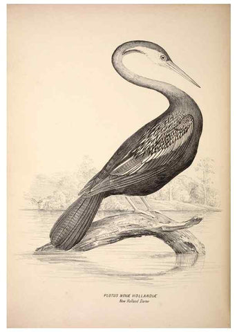 Reproducción/Reproduction 6797563156: Companion to Gould's Handbook; or, Synopsis of the birds of Australia.. Brisbane,Thorne & Greenwell,1877.