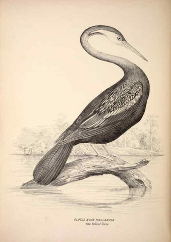 Reproducción/Reproduction 6797563156: Companion to Gould's Handbook; or, Synopsis of the birds of Australia.. Brisbane,Thorne & Greenwell,1877.