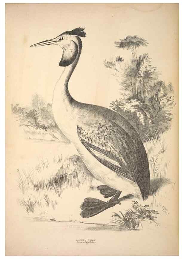 Reproducción/Reproduction 6943679661: Companion to Gould's Handbook; or, Synopsis of the birds of Australia.. Brisbane,Thorne & Greenwell,1877.