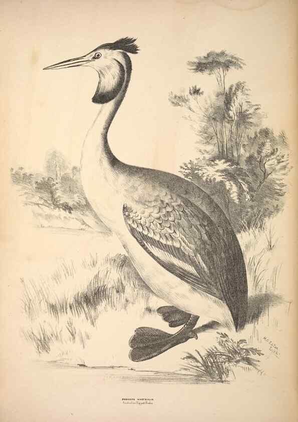 Reproducción/Reproduction 6943679661: Companion to Gould's Handbook; or, Synopsis of the birds of Australia.. Brisbane,Thorne & Greenwell,1877.