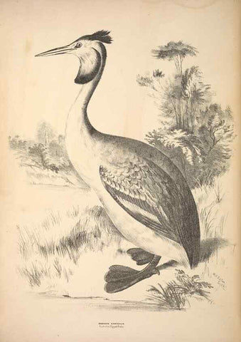 Reproducción/Reproduction 6943679661: Companion to Gould's Handbook; or, Synopsis of the birds of Australia.. Brisbane,Thorne & Greenwell,1877.