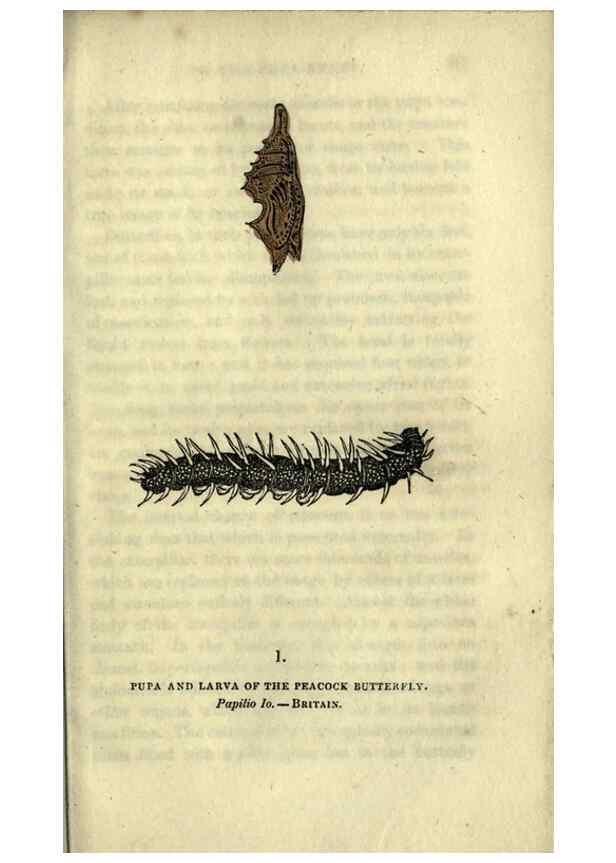 Reproducción/Reproduction 6946218769: The book of butterflies, sphinxes and moths;. London,Whittaker,1832-34.