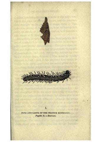 Reproducción/Reproduction 6946218769: The book of butterflies, sphinxes and moths;. London,Whittaker,1832-34.