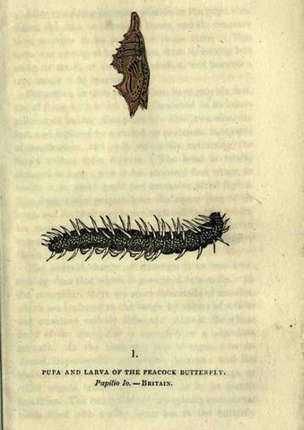 Reproducción/Reproduction 6946218769: The book of butterflies, sphinxes and moths;. London,Whittaker,1832-34.
