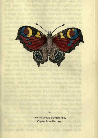 Reproducción/Reproduction 6800113266: The book of butterflies, sphinxes and moths;. London,Whittaker,1832-34.