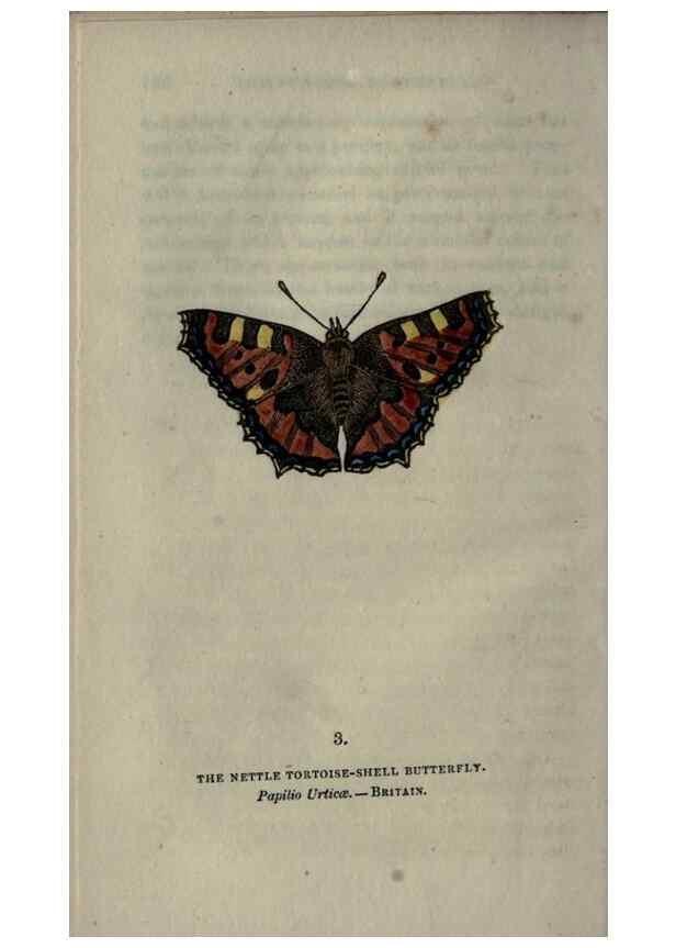 Reproducción/Reproduction 6800113670: The book of butterflies, sphinxes and moths;. London,Whittaker,1832-34.