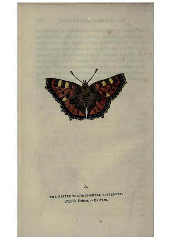 Reproducción/Reproduction 6800113670: The book of butterflies, sphinxes and moths;. London,Whittaker,1832-34.