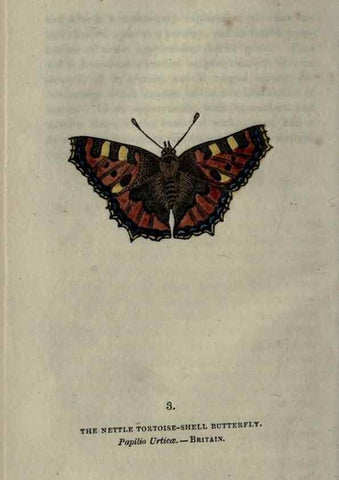 Reproducción/Reproduction 6800113670: The book of butterflies, sphinxes and moths;. London,Whittaker,1832-34.