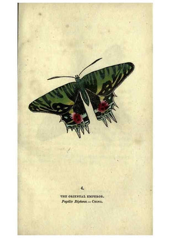 Reproducción/Reproduction 6800113958: The book of butterflies, sphinxes and moths;. London,Whittaker,1832-34.