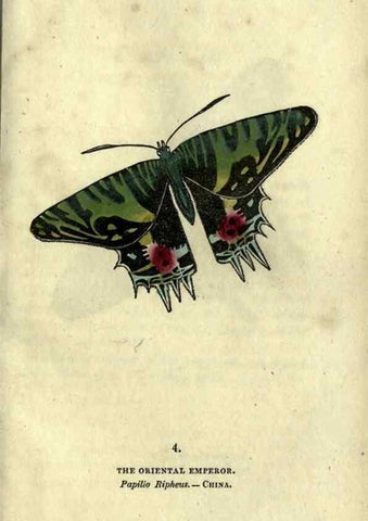 Reproducción/Reproduction 6800113958: The book of butterflies, sphinxes and moths;. London,Whittaker,1832-34.